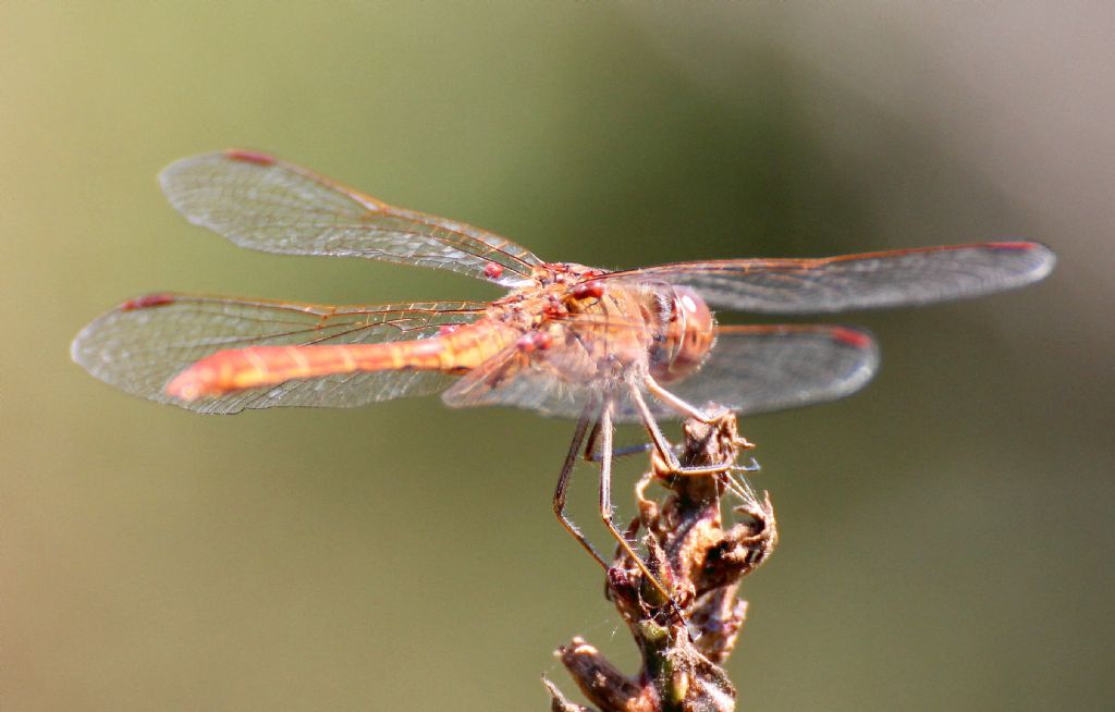 Sympetrum meridionale?  S !